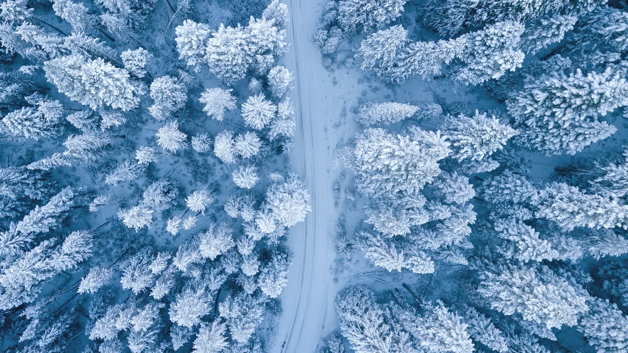 pexels photo 1438761