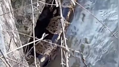 فيديو – ثعبان ضخم يصنع الحدث في نهر بميسيساجا