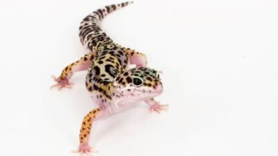 تسجيل 18 اصابة بالسالمونيلا المتعلقة بالسحالي في أونتاريو