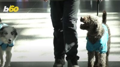 فيديو -كلاب لطيفة في مطار اسطنبول لتخفيف التوتر على الركاب الذين يعانون من رهاب السفر