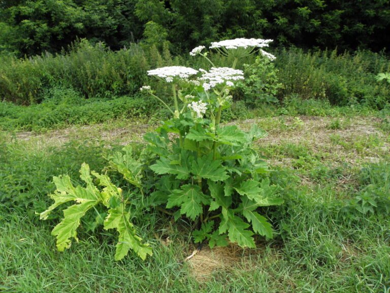 ee0967fdd602005fc9a72b7ecaf9dc0e