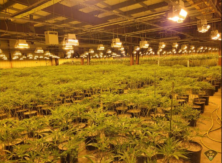 الماريجوانا