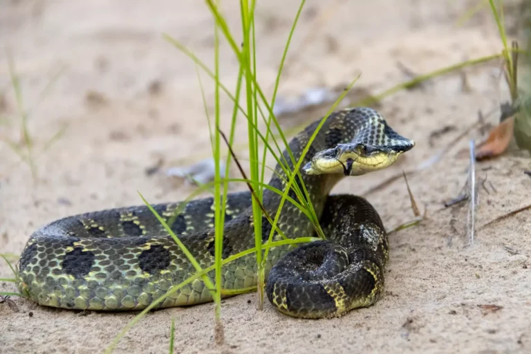 1716901718 20240528 eastern hognose snake ontario 1