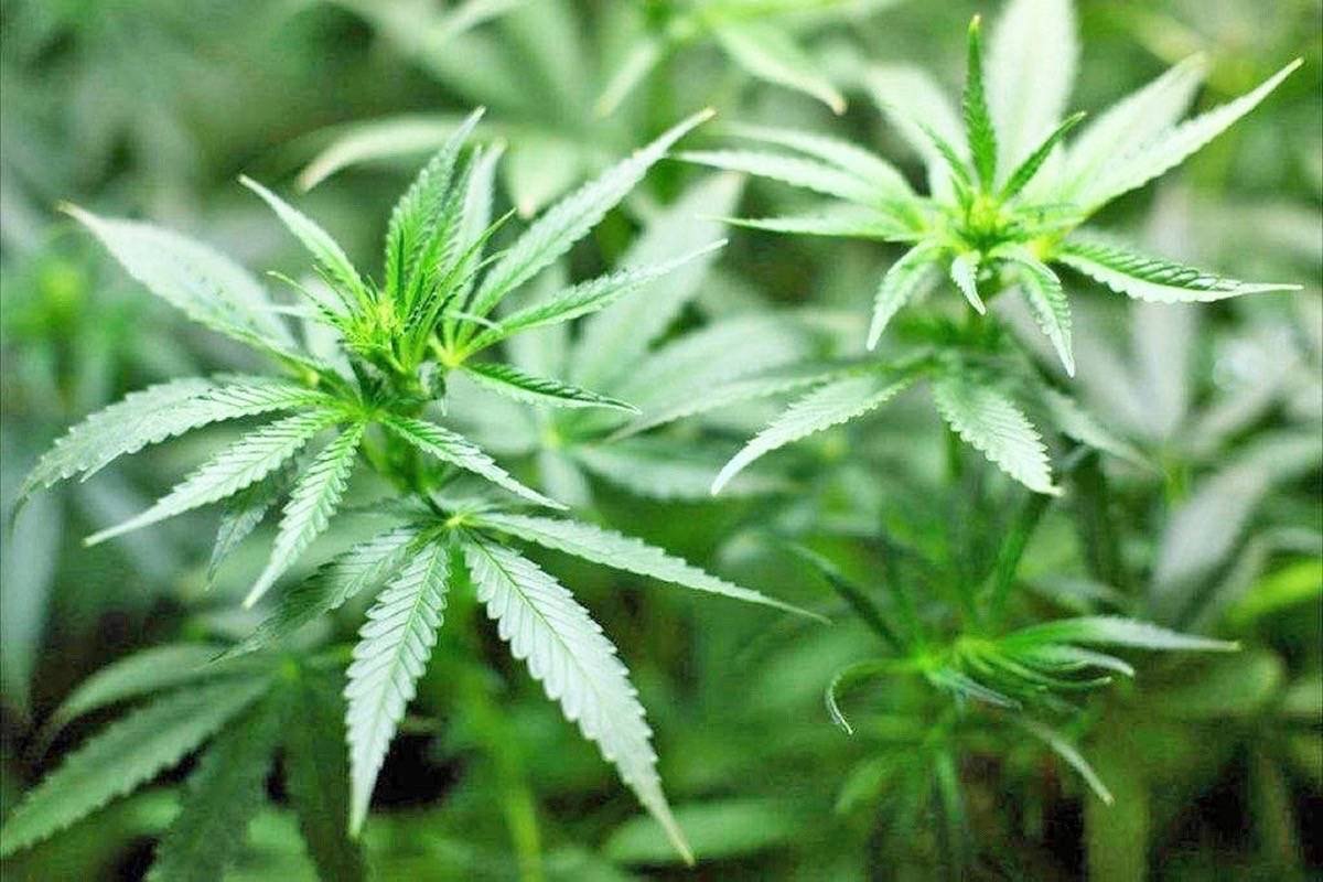 18404137 web1 marijuana