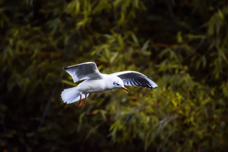 pexels photo 18652613