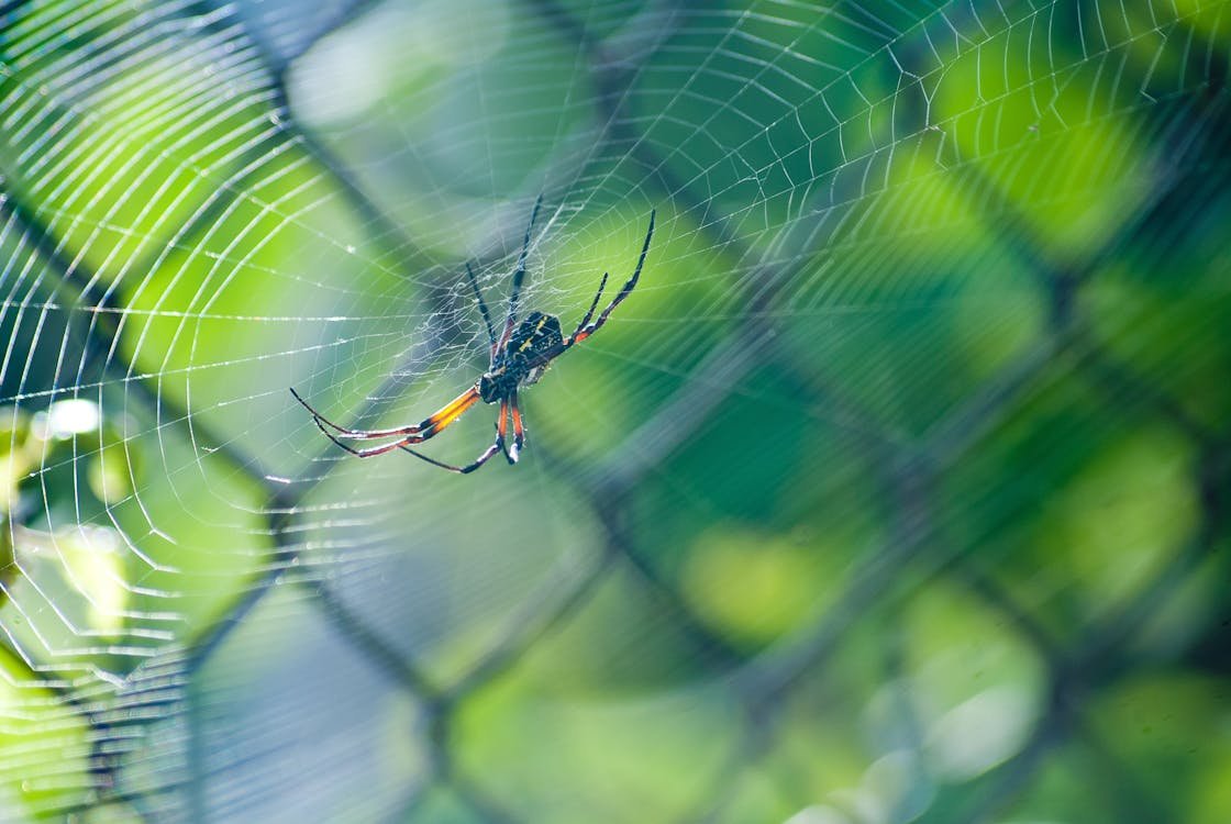 pexels photo 276298