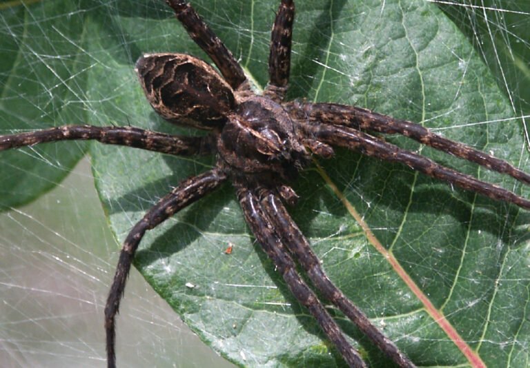 Dock Spider Environmental Pest Control