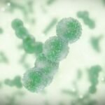 meningitis 1 6921489 1718074337641