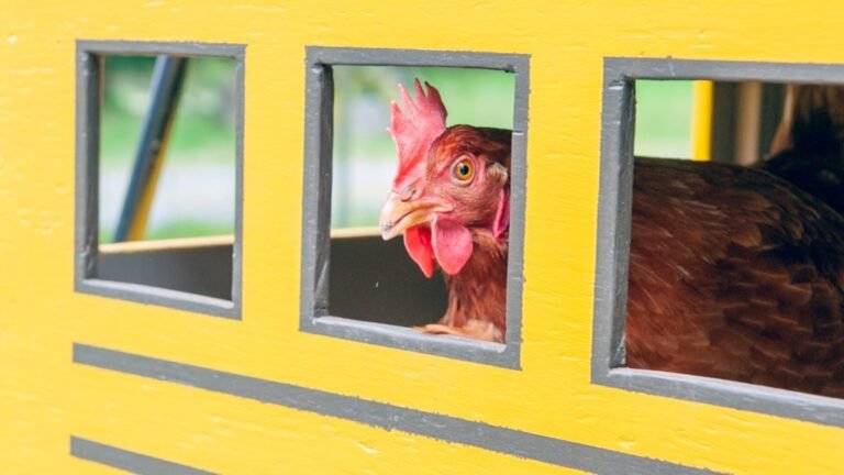 بريتش كولومبيا