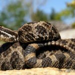 eastern mass rattlesnake