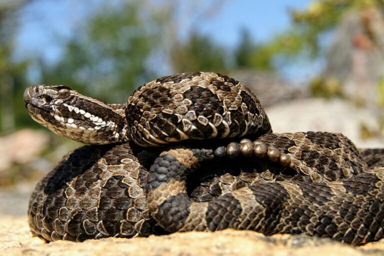 eastern mass rattlesnake