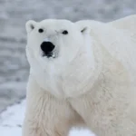 polar bear arctic wildlife snow 53425