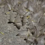 what lead to this mass slaughter of these poor guys v0 q5agklv9g3id1