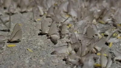 حشرات غريبة في أونتاريو تُعرف باسم “ذباب السمك” … ماذا تعرف عنهم؟
