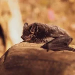bats
