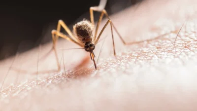 وفاة شخص في أوتاوا بسبب فيروس ينقله البعوض