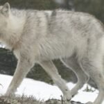 quebec wolf 1 7038674 1726413617635