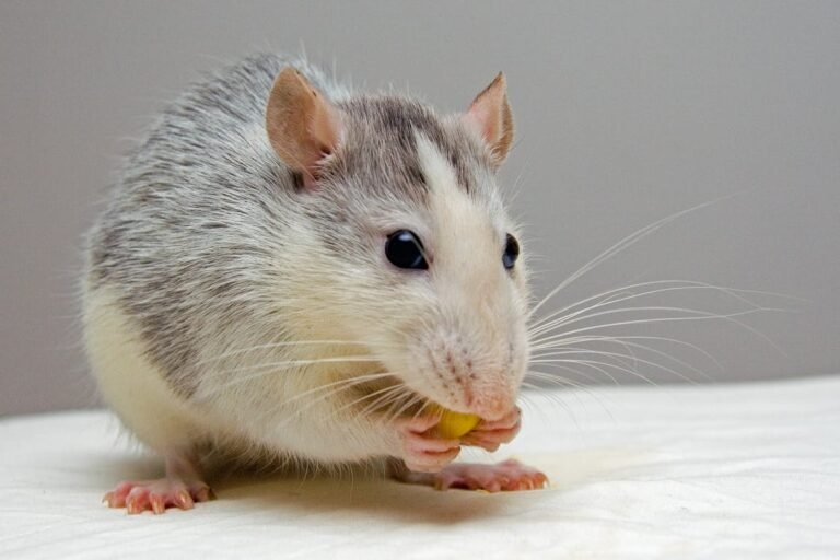 rat pets eat 51340