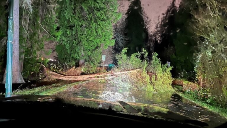 downed tree 1 7116764 1732117515408