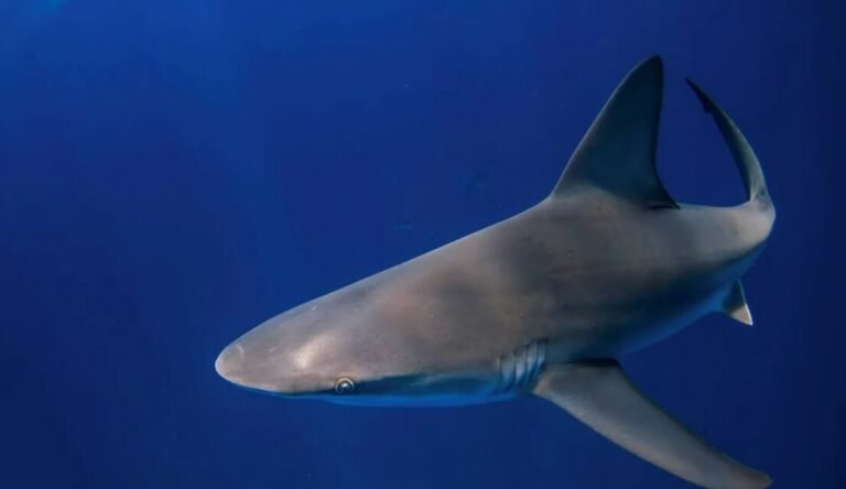 Screenshot 2024 12 29 140134