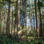 deux 2 milliards arbres engagement canada pepiniere cb solution crise climatique 86548