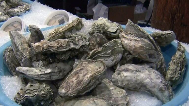 oyster 1 3636397 1648433870642