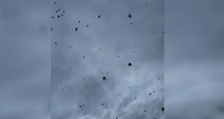 Screenshot 2025 01 31 075800