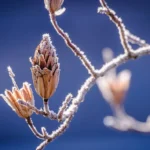 winter nature bud branch 39677