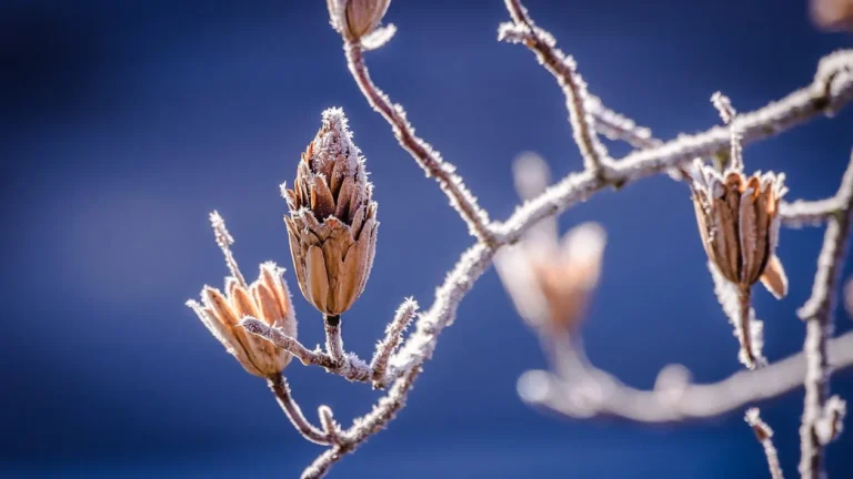 winter nature bud branch 39677