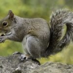 squirrel wildlife nature animal 47359