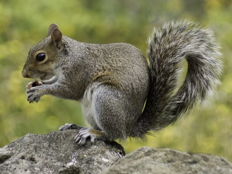 squirrel wildlife nature animal 47359