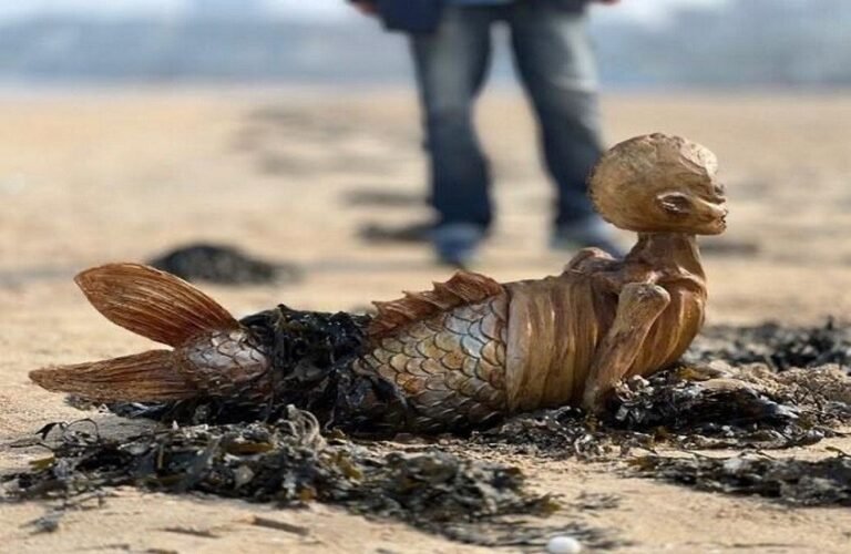 67dd8a03423604398c404be5