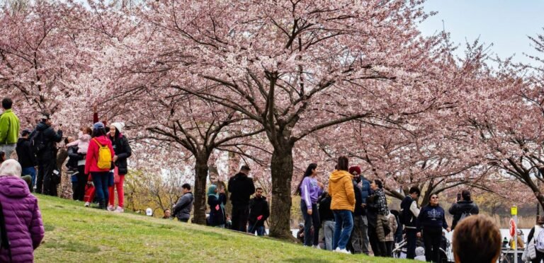 أزهار الكرز