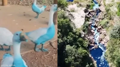 حدث غريب …نفوق أسماك وحيوانات تصبح زرقاء اللون في بحيرة بالبرازيل