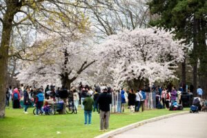 CherryBlossoms