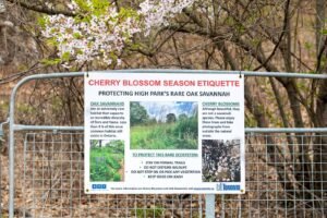 CherryBlossoms
