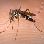 Aedes Albopictus