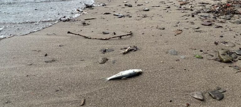 بحيرة أونتاريو