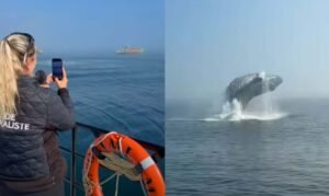 فيديو – حوت ضخم يقفز في كيبيك يصنع الحدث ويخطف الأنظار