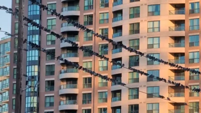 ارتفاع مقلق في نفوق الطيور بتورونتو.. قرابة 5 آلاف طائر ضحية الاصطدام بالمباني