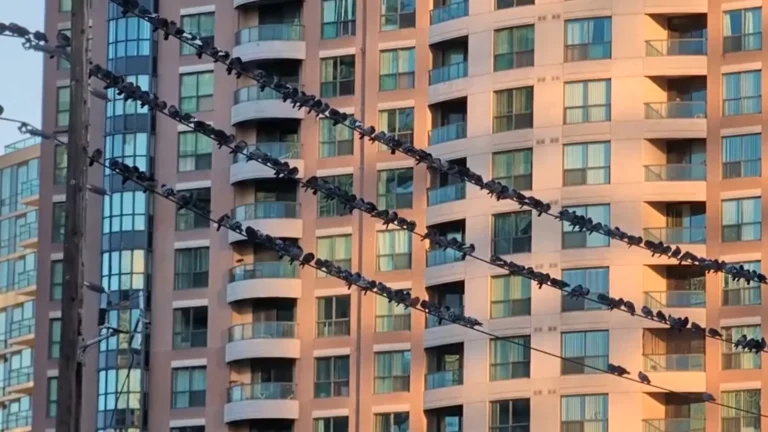 ارتفاع مقلق في نفوق الطيور بتورونتو.. قرابة 5 آلاف طائر ضحية الاصطدام بالمباني